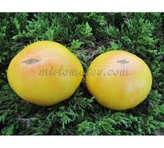 Afbeeldingsresultaat voor cabin tomato