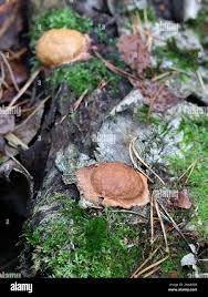 Attēlu rezultāti vaicājumam “Fuligo leviderma plasmodium”