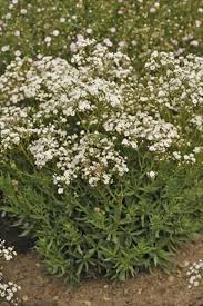 Attēlu rezultāti vaicājumam “Gypsophila paniculata”