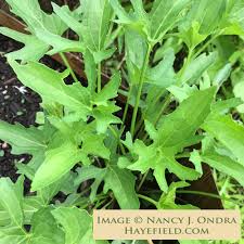 Attēlu rezultāti vaicājumam “Viola uliginosa leaf”