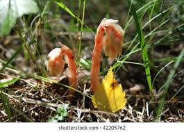 Attēlu rezultāti vaicājumam “Monotropa hypopitys fruit”
