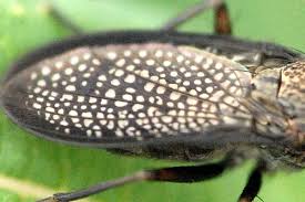 Attēlu rezultāti vaicājumam “Coremacera marginata”