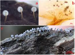 Attēlu rezultāti vaicājumam “Physarum ovisporum spores”