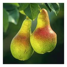 Attēlu rezultāti vaicājumam “Pyrus communis fruit”