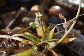 Attēlu rezultāti vaicājumam “Subularia aquatica”