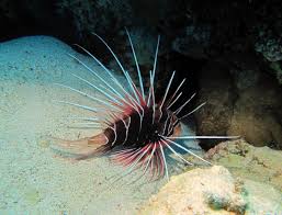 Image result for Pterois radiata