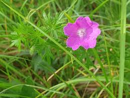 Attēlu rezultāti vaicājumam “Geranium sanguineum leaf”