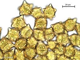 Attēlu rezultāti vaicājumam “Barbilophozia lycopodioides macro”