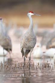 Image result for Grus canadensis