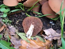 Attēlu rezultāti vaicājumam “Psathyrella sp.”