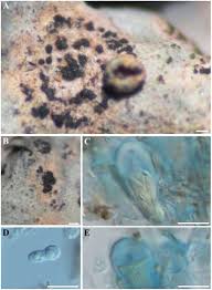 Attēlu rezultāti vaicājumam “Vouauxiomyces santessonii”