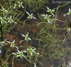 Attēlu rezultāti vaicājumam “Callitriche verna flower”