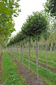 Attēlu rezultāti vaicājumam “Ulmus minor”