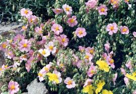 Attēlu rezultāti vaicājumam “Helianthemum x hybridum flower”