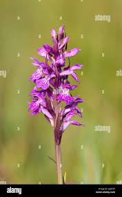 Attēlu rezultāti vaicājumam “Dactylorhiza traunsteineri”
