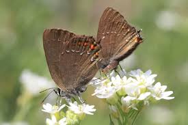 Attēlu rezultāti vaicājumam “Satyrium ilicis underside”
