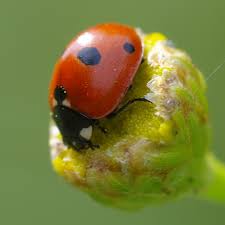 Attēlu rezultāti vaicājumam “Coccinella quinquepunctata”