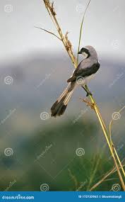 Attēlu rezultāti vaicājumam “Lanius excubitor adult”