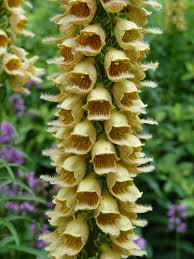 Image result for Digitalis ferruginea