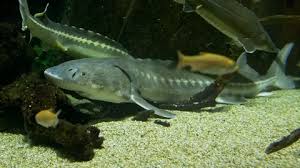 Image result for Acipenser transmontanus