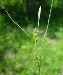 Attēlu rezultāti vaicājumam “Carex scandinavica”