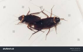 Attēlu rezultāti vaicājumam “Blattoptera”