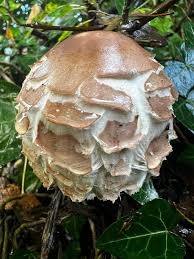 Attēlu rezultāti vaicājumam “Campylium protensum sporophyte”