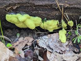 Attēlu rezultāti vaicājumam “Stemonitis flavogenita”