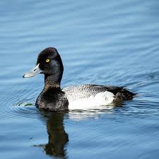 Image result for Aythya affinis