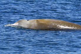 Image result for Ziphius cavirostris