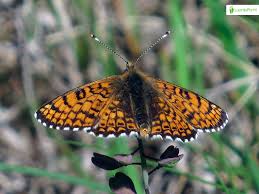 Attēlu rezultāti vaicājumam “Melitaea cinxia underside”
