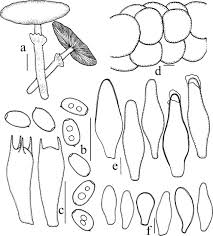 Attēlu rezultāti vaicājumam “Psathyrella sp.”