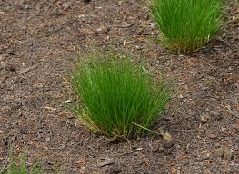 Attēlu rezultāti vaicājumam “Trichia scabra sessile”