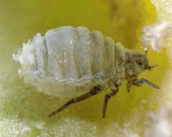 Attēlu rezultāti vaicājumam “Tetraneura ulmi”