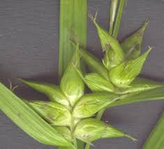 Attēlu rezultāti vaicājumam “Carex digitata bud”