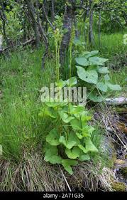 Attēlu rezultāti vaicājumam “Ligularia sibirica leaf”
