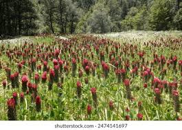Attēlu rezultāti vaicājumam “Trifolium montanum fruit”