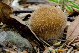 Attēlu rezultāti vaicājumam “Lycoperdon echinatum”