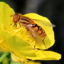Attēlu rezultāti vaicājumam “Ptychoptera sp.”