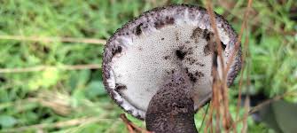 Attēlu rezultāti vaicājumam “Strobilomyces strobilaceus”