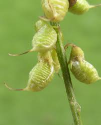 Attēlu rezultāti vaicājumam “Melilotus officinalis”