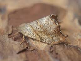 Attēlu rezultāti vaicājumam “Falcaria lacertinaria”