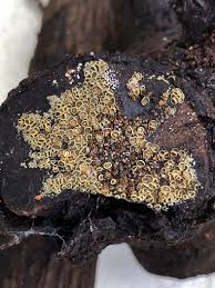 Attēlu rezultāti vaicājumam “Didymium xanthopus macro”