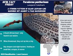 Image result for Poroderma pantherinum