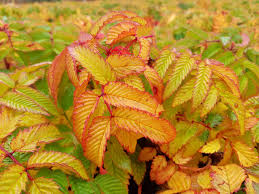 Attēlu rezultāti vaicājumam “Rubus illecebrosus fruit”