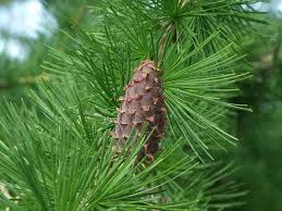 Attēlu rezultāti vaicājumam “Larix kaempferi fruit”