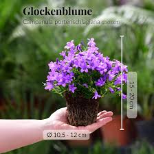 Image result for Glockenblumen
