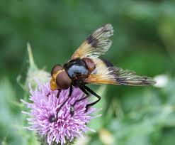 Attēlu rezultāti vaicājumam “Volucella pellucens”
