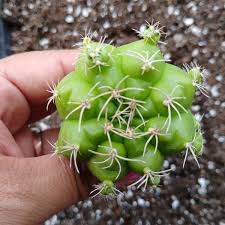 Image result for Gymnocalycium