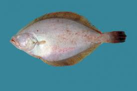 Image result for Hippoglossoides platessoides